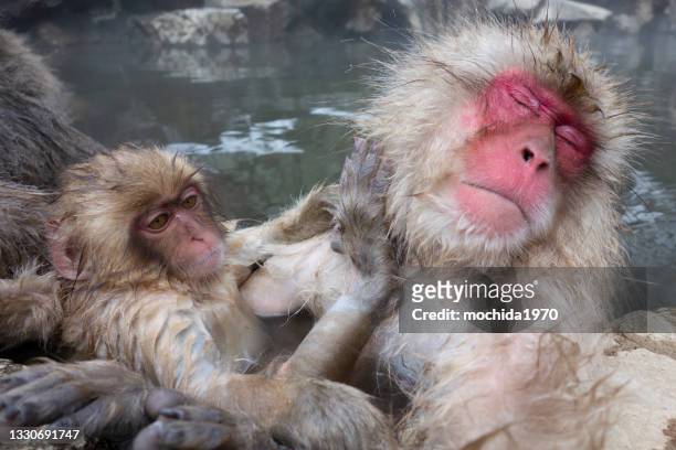 snow monkey - japanese macaque stockfoto's en -beelden