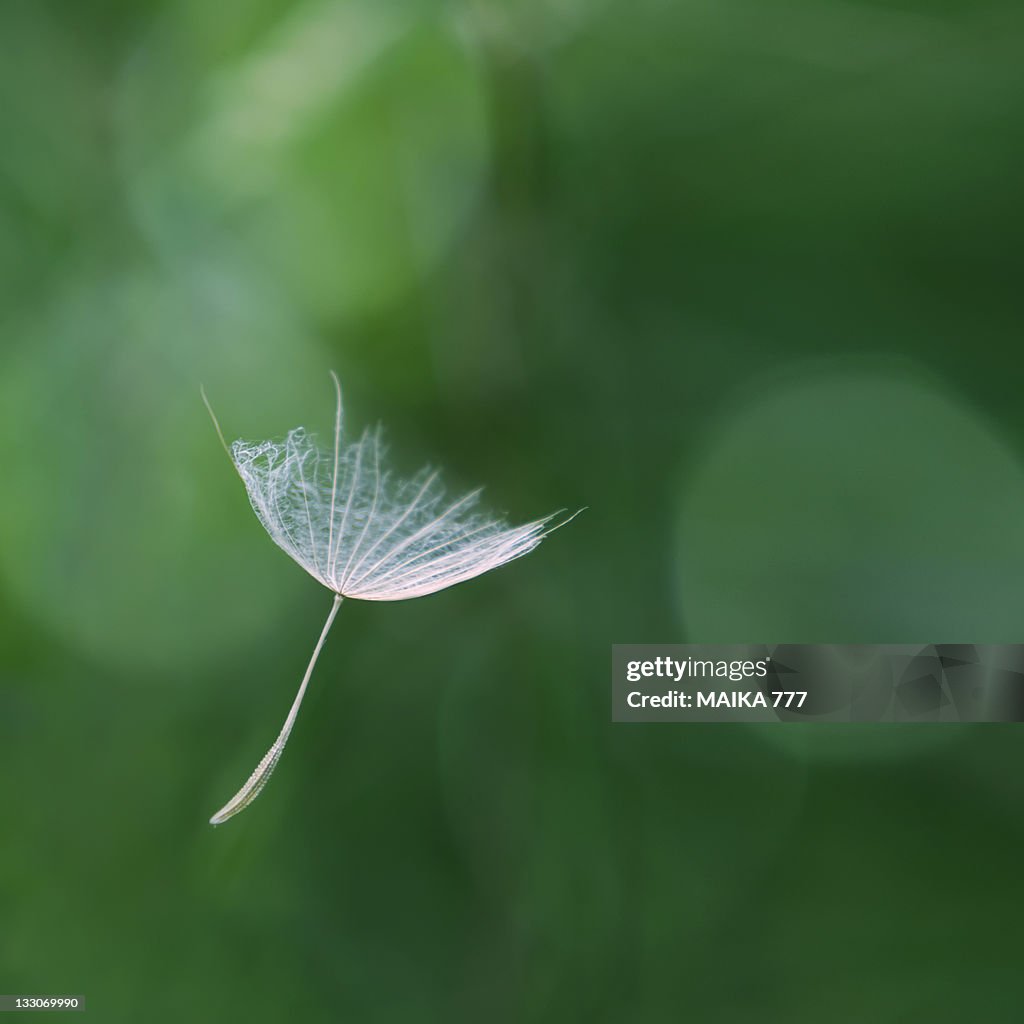 Dandelion seeds floating in air