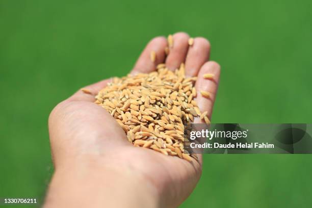 1,161 Rice On Hand Stock Photos, High-Res Pictures, and Images - Getty ...