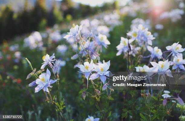 columbine wildflowers - columbine colorado stock pictures, royalty-free photos & images