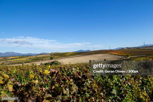 scenic view of field against blue sky,negotino,macedonia - macedonia country stockfoto's en -beelden