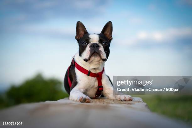 portrait of purebred boston terrier sitting on road against sky,czech republic - boston terrier stock pictures, royalty-free photos & images