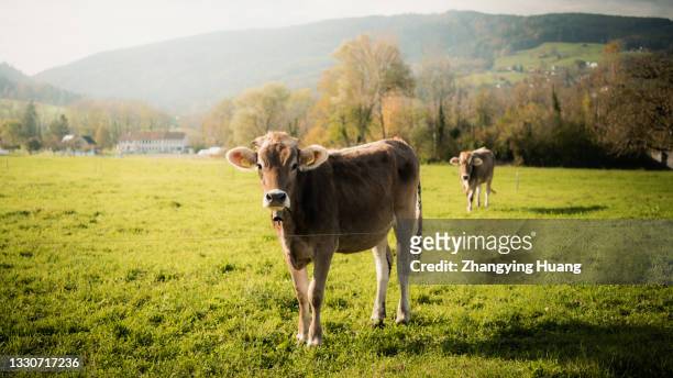 cow in the ranch in a sunny day - cow stock-fotos und bilder