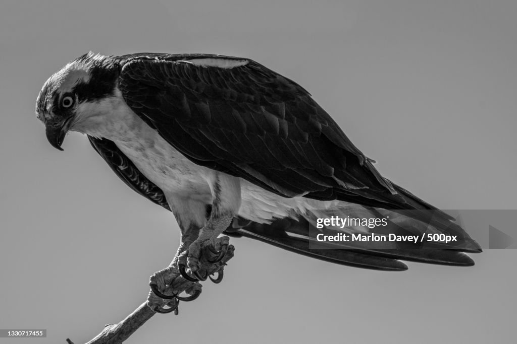 Low angle view of eagle perching on branch against clear sky,Reelfoot Lake State Park,United States,USA