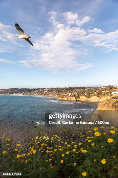 the yellow sea seagull flying over the sea,la jolla,united states,usa - yellow sea stock pictures, royalty-free photos & images