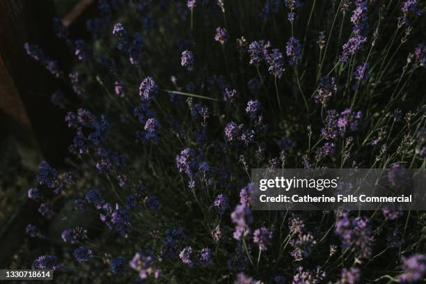 close-up of a beautiful bushy lavender plant in low light - herb garden ストックフォトと画像