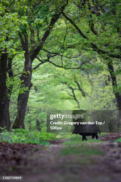 wild boar in the forest,uddel,netherlands - wildschwein stock-fotos und bilder