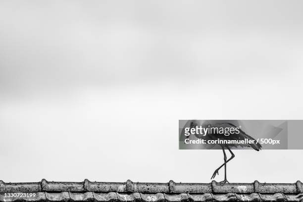close-up of stork perching on roof against clear sky,solothurn,switzerland - solothurn stockfoto's en -beelden