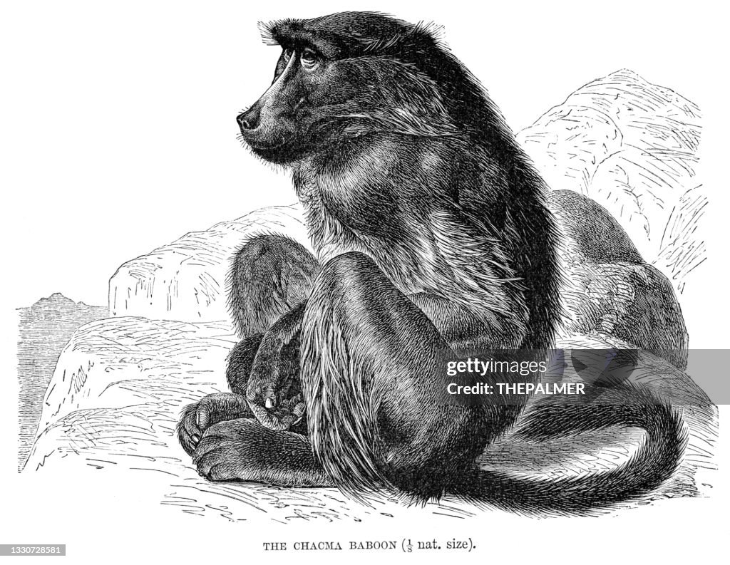 The chacma baboon engraving 1896