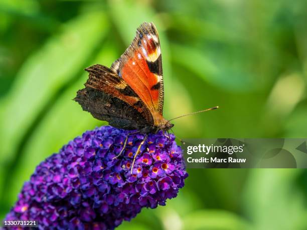 a peacock eye butterfly on a purple butterfly bush - butterfly bush stock pictures, royalty-free photos & images