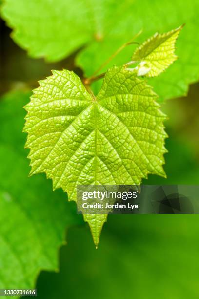 a leaf of grape vine - grape leaf stock pictures, royalty-free photos & images