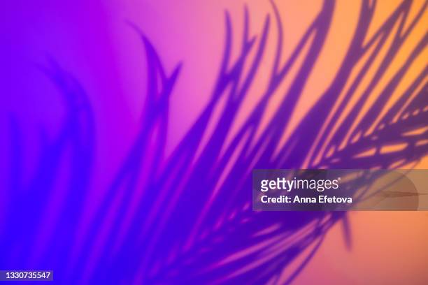 blurred colorful neon background with palm leaf shadows and lights pattern. copy space for your design. trendy colors of the year. - art from the shadows stock pictures, royalty-free photos & images