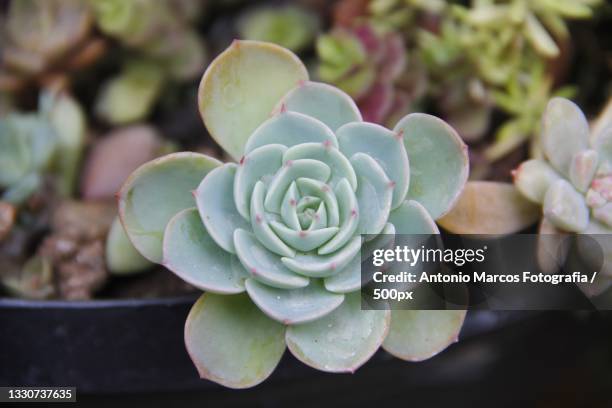 close-up of succulent plant,brazil - echeveria stock pictures, royalty-free photos & images