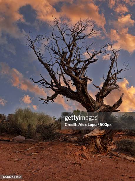 Utish Tree 66 Metaphor The Tree Of Utah Stock Photos, High-Res Pictures, and ...