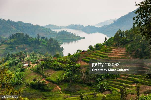 farmland on steep hillside near lake kivu, rwanda - ruanda stock-fotos und bilder