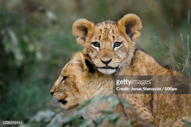 portrait of lion,ol pejeta conservancy,nanyuki,kenya - lion cub stock-fotos und bilder