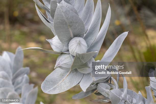 australian eucalyptus gumnuts  - kings park, perth - snow gums stock pictures, royalty-free photos & images