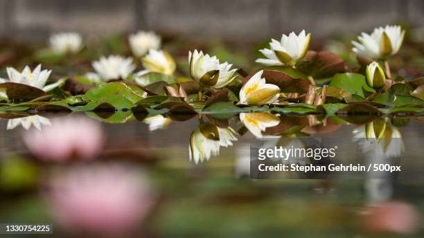 close-up of white flowering plants - calla lilies white fotografías e imágenes de stock