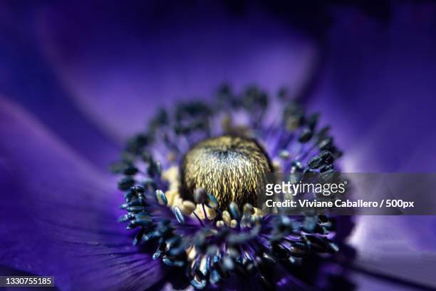 close-up of purple flower,france - viviane caballero foto e immagini stock