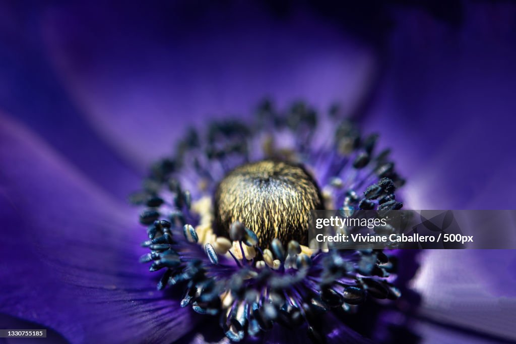 Close-up of purple flower,France