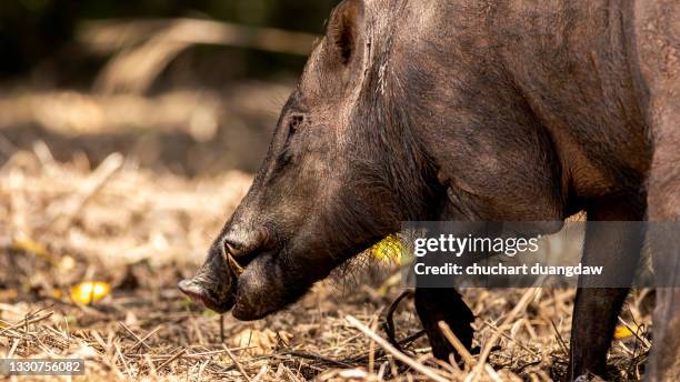 wild boar (sus scrofa) in a forest - boar tusk stock pictures, royalty-free photos & images