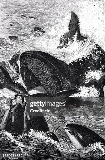 Orcs attacking a whale Orcs attacking a whale