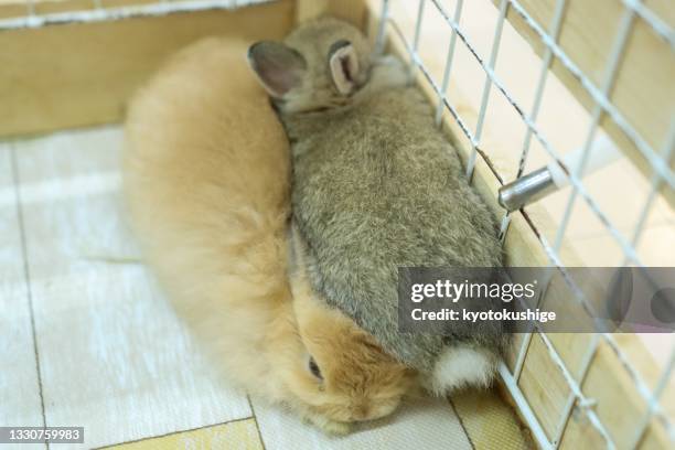 happy cute little bunny - cage ストックフォトと画像