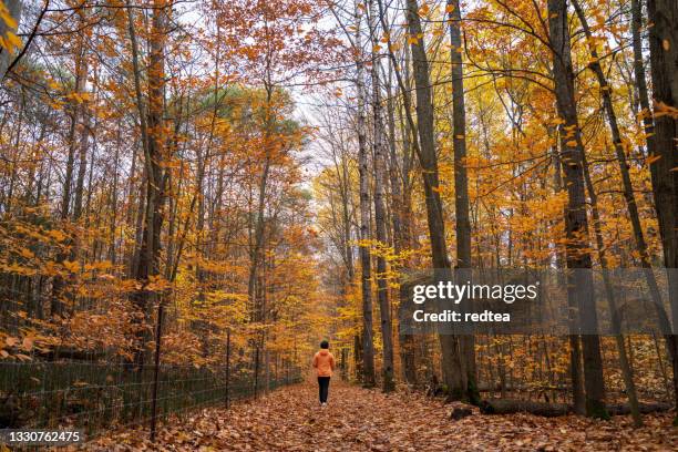 hiking in autumn forest - vermont stockfoto's en -beelden