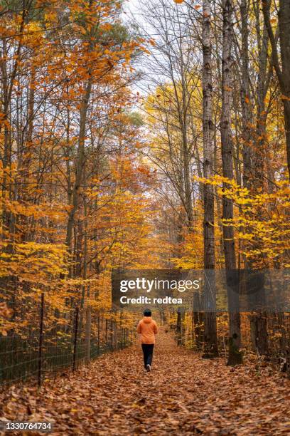 autumn forest pathway at woodbridge, vaughan, canada - november 2020 stock pictures, royalty-free photos & images