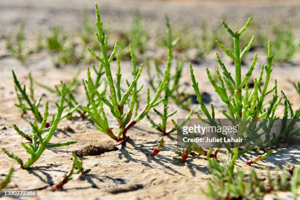 marsh samphire (genus salicornia) - foraging on beach stock pictures, royalty-free photos & images