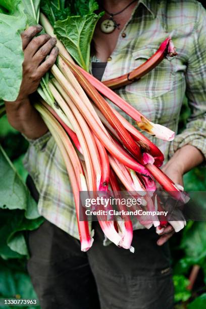 rhubarb - rhubarbe stock pictures, royalty-free photos & images