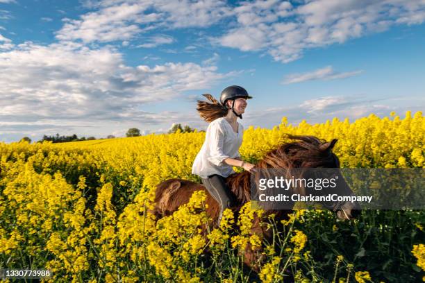 horse riding in a canola field. - all horse riding imagens e fotografias de stock