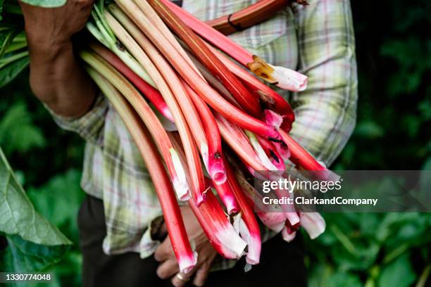 rhubarb - rhubarb imagens e fotografias de stock