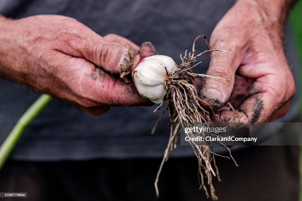 Fresh Garlic.