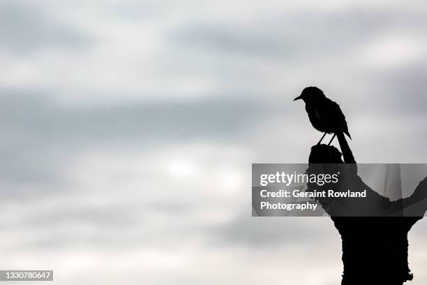 blackbird, brazil - rio ave stock pictures, royalty-free photos & images