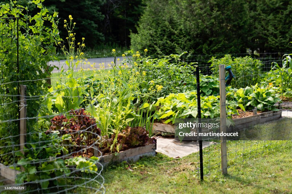 Small permaculture garden on parcel of land.