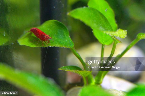 cherry shrimp close-up on leaves of aquatic plant for aquarium algae control - aquarium stockfoto's en -beelden