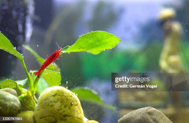 cherry shrimp close up on leaves of aquatic plant for aquarium algae control - aquarium stockfoto's en -beelden