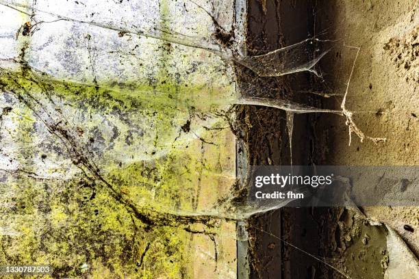 Spidered Window Spiderweb Window Photos and Premium High Res Pictures - Getty Images