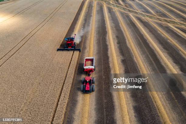 combine harvesting in a field of golden wheat, caledon, canada - ontario canada stock pictures, royalty-free photos & images