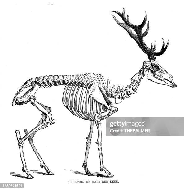 skeleton of male red deer engraving 1896 - deer skull stock illustrations