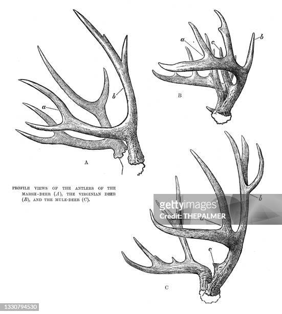 ilustraciones, imágenes clip art, dibujos animados e iconos de stock de cornamentas de ciervos grabado 1896 - ciervo mulo