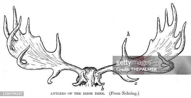 antlers of the irish deer engraving 1896 - deer skull stock illustrations
