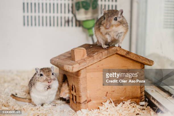 two happy and content hamsters at their cage, the two of them looking at camera. - gerbo fotografías e imágenes de stock
