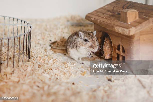two grey allocricetulus rodent hamsters one of them standing around their little house and the other inside the house. - gerbo fotografías e imágenes de stock