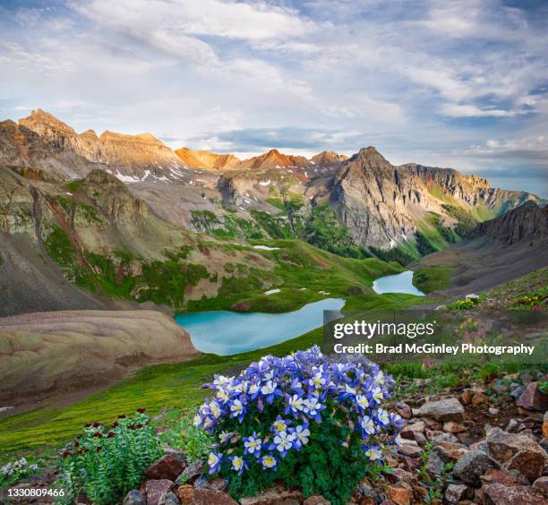 colombine wildflowers and blue lakes colorado - columbine flower stock pictures, royalty-free photos & images