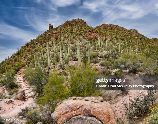 saguaro hillside - saguaro national park stock pictures, royalty-free photos & images