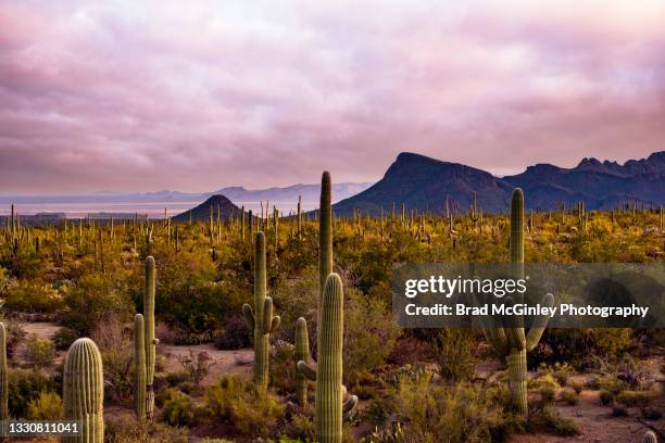 saguaro desert dawn - cactus stockfoto's en -beelden