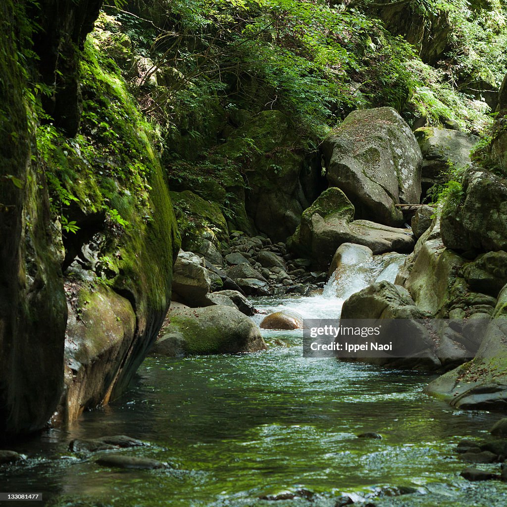 Spring water river in forest, Japan
