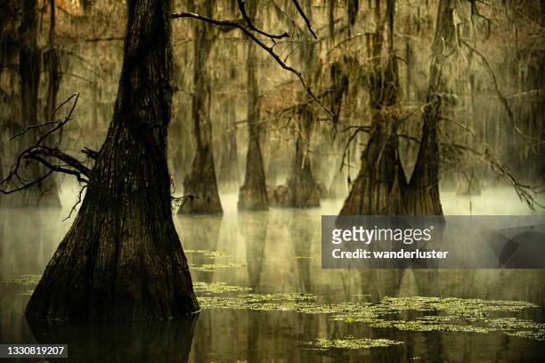 cypress trees standing in a foggy swamp, caddo lake, texas - pântano imagens e fotografias de stock
